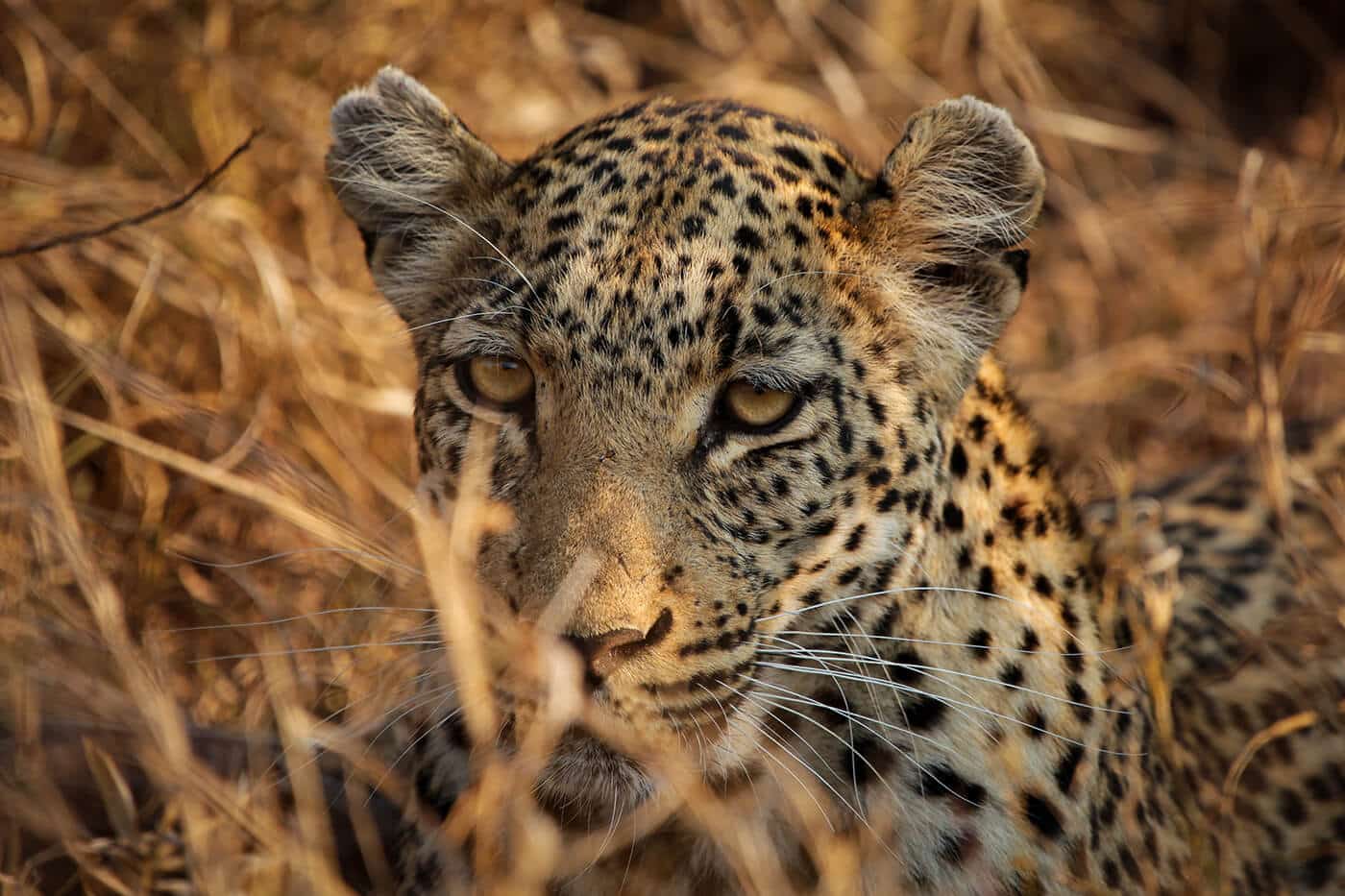 Muchos avistamientos de leopardos en Monwana 