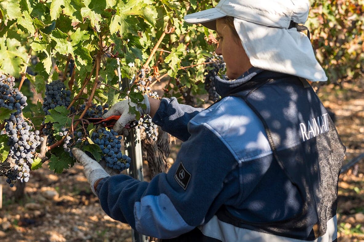 Bodega Codorniu  