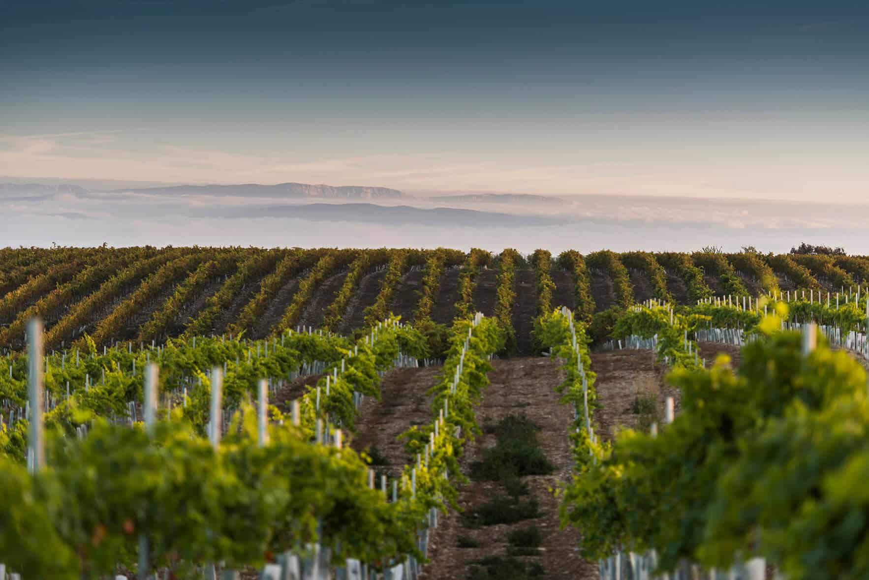 Bodega Codorniu