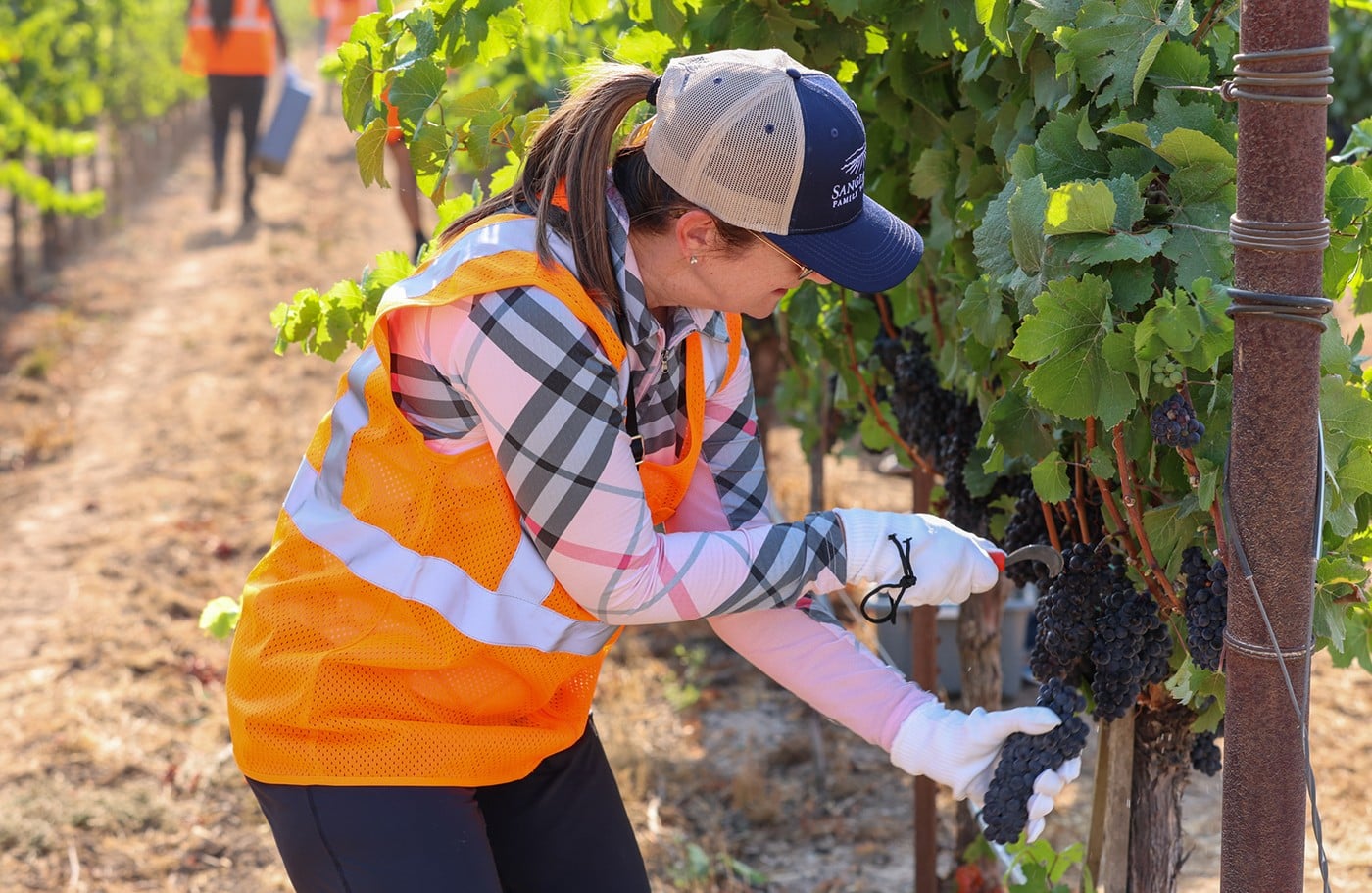 Priscilla Pilon cosechando uvas para vino espumoso en Sangiacomo - foto cortesía de Sonoma County Winegrowers