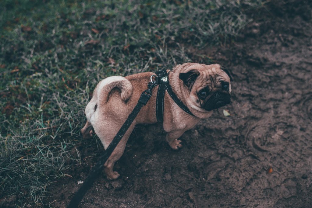 persona paseando un perro