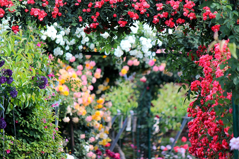 jardín de crecimiento de plantas