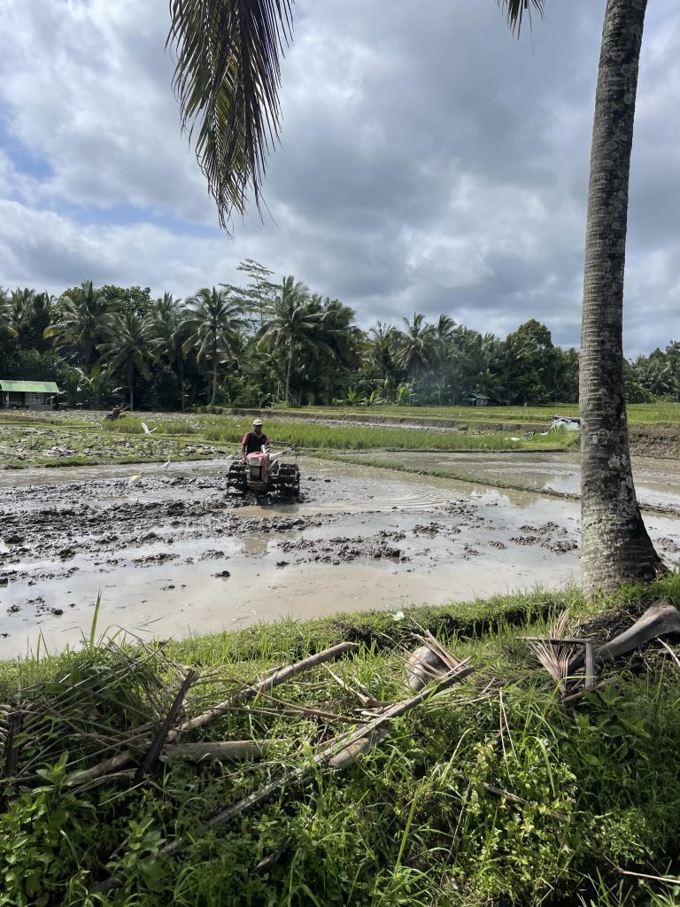 arrozales-bali-ubud-min