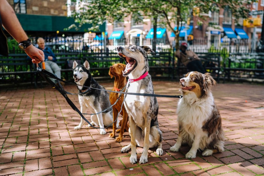 4 perros con correa