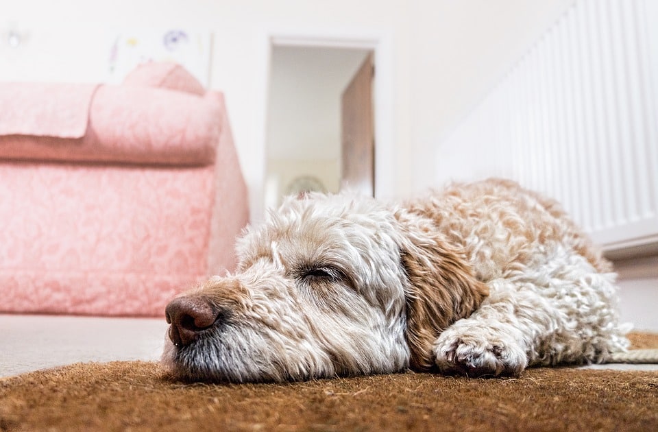 perro en el piso