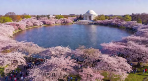 Celebra el festival de los cerezos en flor en Washington DC con Swingers Crazy Golf Vista aérea del Tidal Basin de Washington DC durante el pico de floración de los cerezos en primavera