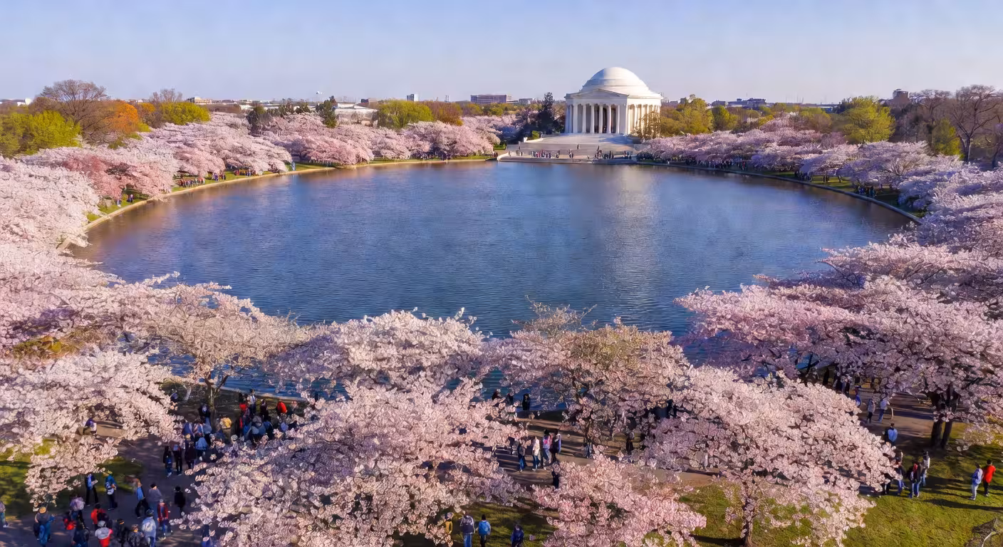 Vista aérea del Tidal Basin de Washington DC durante el pico de floración de los cerezos en primavera